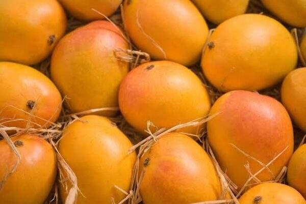 Alphonso Mangoes Big Box 5 Dozen