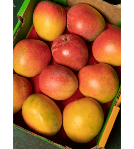 AUTHENTIC-ALPHONSO-MANGO-36.png